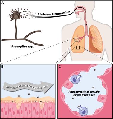 Recent Advances in Fungal Infections: From Lung Ecology to Therapeutic Strategies With a Focus on Aspergillus spp.